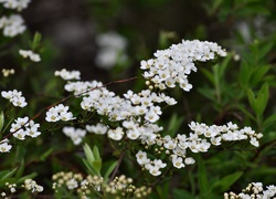 Białe, Kwiaty, Tawuła japońska