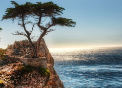Klif, Drzewa, Morze