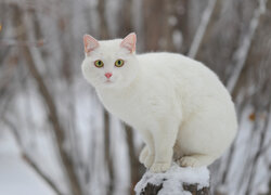 Biały kot siedzący na pniu