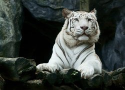Biały, Tygrys, Kłody
