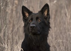 Pies, Czarny owczarek niemiecki, Mordka, Trawa