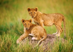 Dwa lwiątka podczas zabawy w trawie