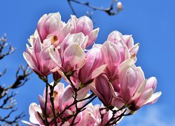 Magnolia, Biało-różowe, Kwiaty, Gałęzie