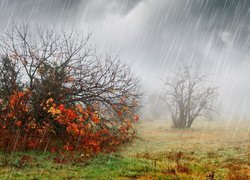 Jesień, Deszcz, Krzewy