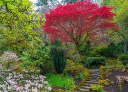 Stany Zjednoczone, Portland, Ogród japoński, Drzewa, Klon palmowy, Rododendron, Schodki