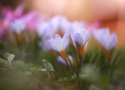 Wiosenne, Krokusy, Liliowe, Kwiaty