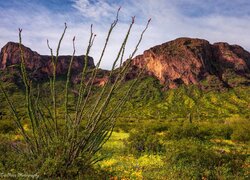 Stany Zjednoczone, Arizona, Wzgórza, Park stanowy Picacho Peak, Krzewy, Roślinność, Góry