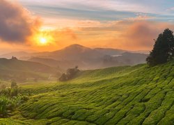 Wzgórza, Plantacja herbaty, Drzewa, Wschód słońca, Mgła, Chmury, Cameron Highlands, Stan Pahang, Malezja