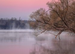 Rzeka Dubna, Drzewa, Mgła, Łatgalia, Łotwa