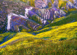 Łąka, Kwiaty, Wzgórza, Góry, Równina Carrizo, Kalifornia, Stany Zjednoczone