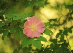 Różowy kwiatek dzikiej róży