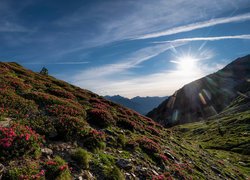 Góry, Pireneje, Wschód słońca, Kwiaty, Łąka, Roślinność, Park Narodowy Vall de Sorteny, Ordino, Andora