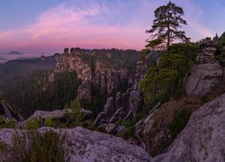 Skały, Drzewa, Sosny, Formacje skalne, Park Narodowy Saskiej Szwajcarii, Góry Połabskie, Niemcy