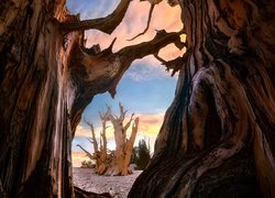 Drzewa, Sosny długowieczne, Bristlecone, Starożytny las sosnowy Bristlecone, Kalifornia, Stany Zjednoczone
