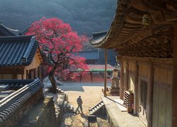 Świątynia, Buddyjska, Hwaom sa, Kwitnące, Drzewo, Hrabstwo Gurye, Korea Południowa