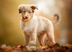 Pies, Owczarek australijski, Szczeniak, Jesień, Liście
