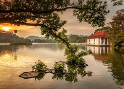 Sztuczne, Jezioro, Kandy Lake, Dom, Drzewo, Gałęzie, Sri Lanka