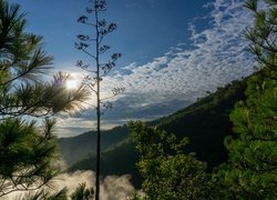 Drzewa, Sosna, Mgła, Chmury, Góry, Góra, Cerro de Chipinque, Meksyk