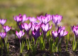 Wiosenne, Fioletowe, Krokusy, Rozświetlone, Kwiaty