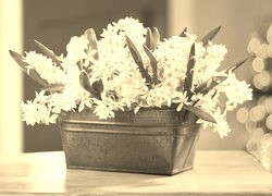 Szary + Sepia