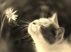 Szary + Sepia