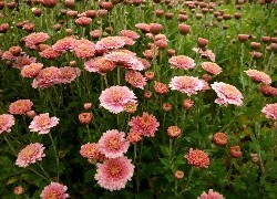 Oryginalny obrazek