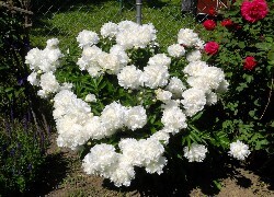 Oryginalny obrazek
