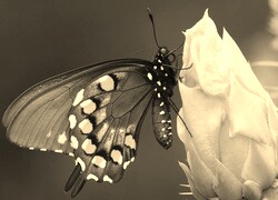 Szary + Sepia