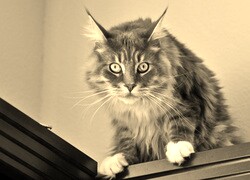 Szary + Sepia