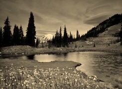 Szary + Sepia