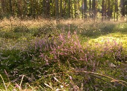 Oryginalny obrazek