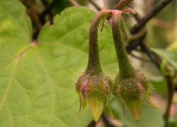 Oryginalny obrazek