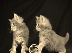 Szary + Sepia