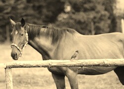 Szary + Sepia