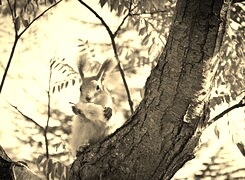 Szary + Sepia