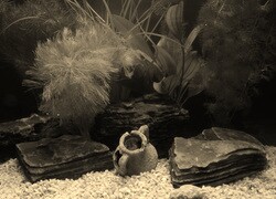 Szary + Sepia