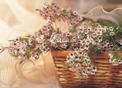 Oryginalny obrazek