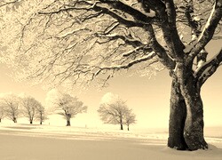 Szary + Sepia