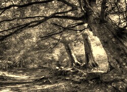 Szary + Sepia