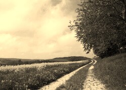 Sepia