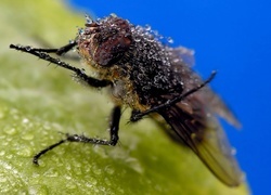 Oryginalny obrazek