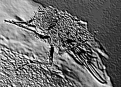 Skamielina
