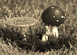 Szary + Sepia