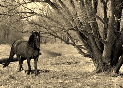 Szary + Sepia