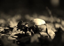 Szary + Sepia
