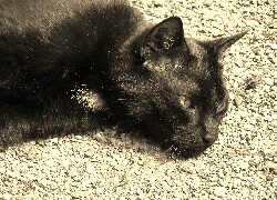 Szary + Sepia