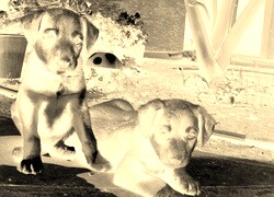 Sepia + Negatyw