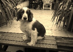 Szary + Sepia