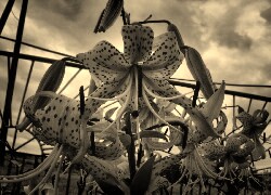 Szary + Sepia