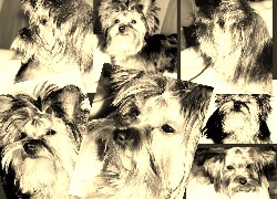 Szary + Sepia